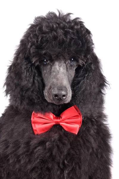 Siyah köpek yavrusu fino köpeği