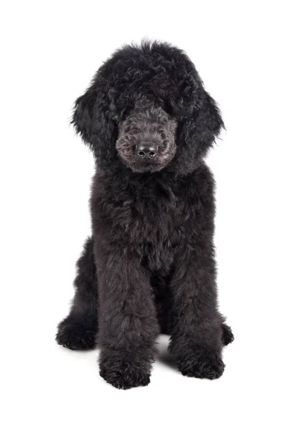 Černý pudl štěně — Stock fotografie