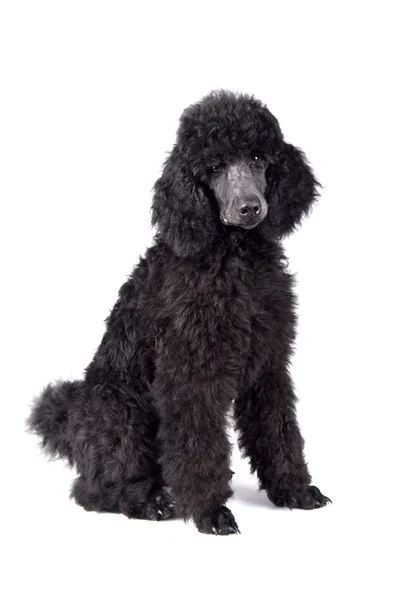 Cachorro poodle preto — Fotografia de Stock