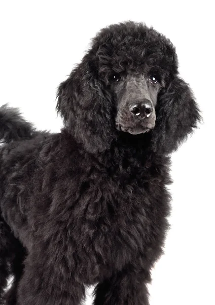 黒いプードルの子犬 — ストック写真