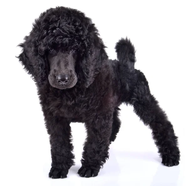 Cachorro poodle preto — Fotografia de Stock