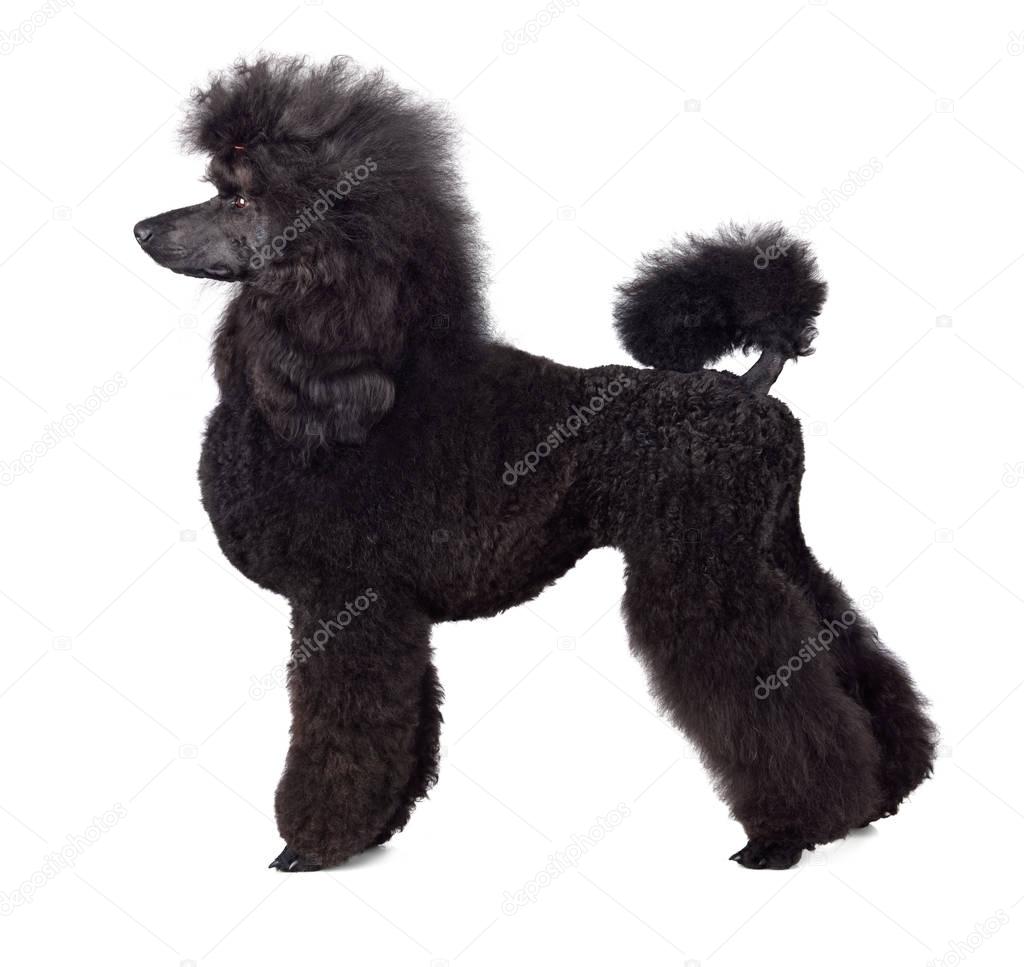 Big black poodle