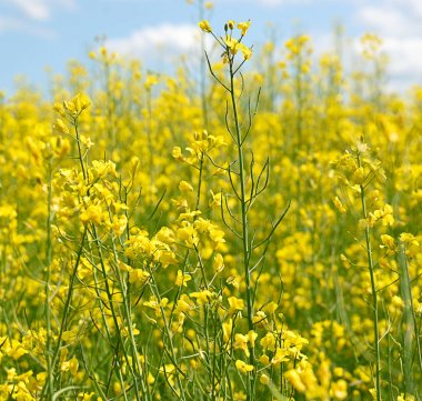 Sarı tecavüz arka plan