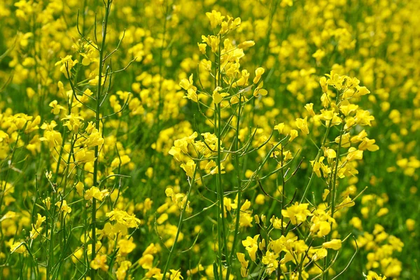 Sarı tecavüz arka plan