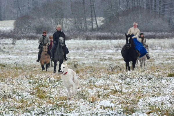 Реконструкция традиционной охоты с русскими волкодавами — стоковое фото