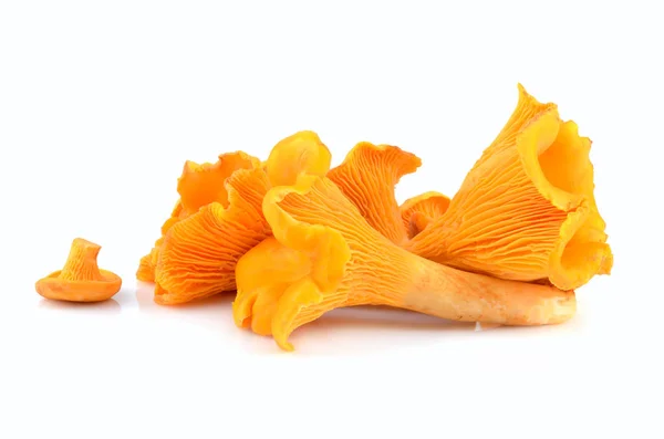Žluté lišky houby — Stock fotografie
