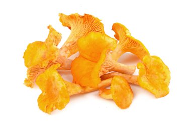Sarı chanterelles mantar
