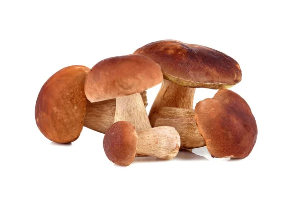 King boletus mushrooms — Stock Photo, Image