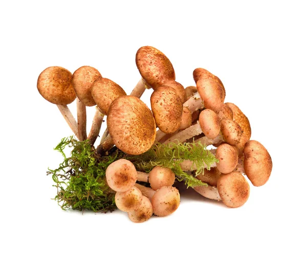 Cogumelos de outono selvagens — Fotografia de Stock