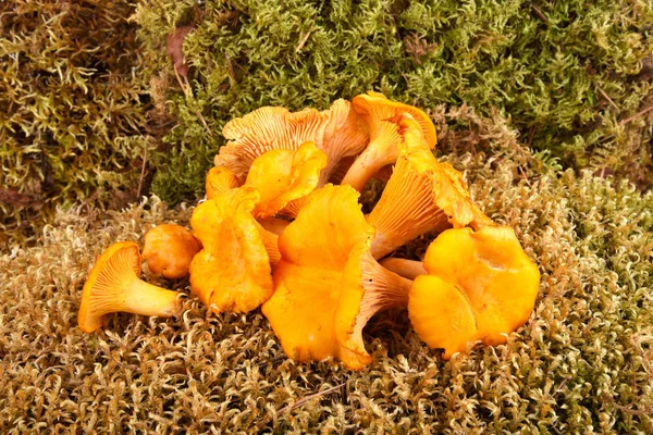 黄色鸡油蘑菇 — 图库照片