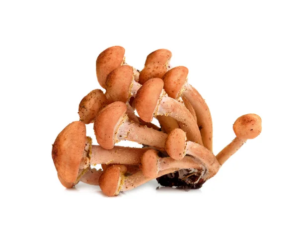 Дикие осенние грибы — стоковое фото