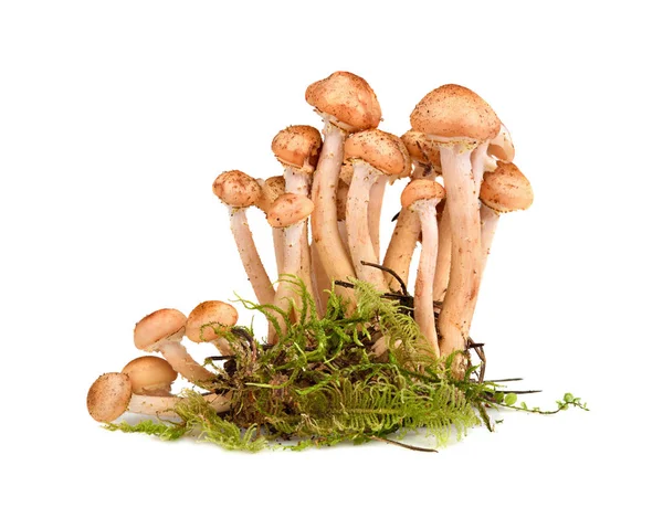 Group of honey fungus — Stock Photo, Image