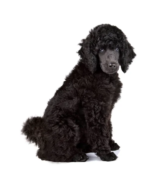 Black poodle — Stock Photo, Image