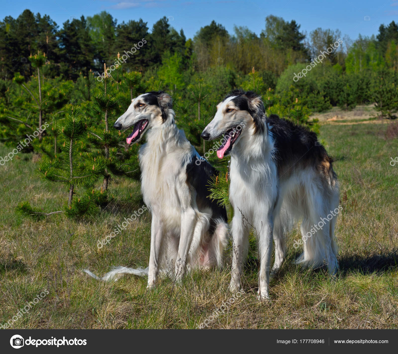 russian borzoi puppies