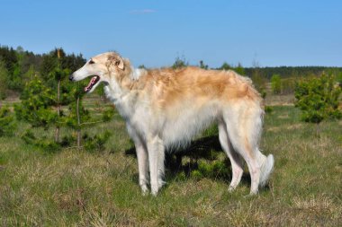 Rus borzoi köpek