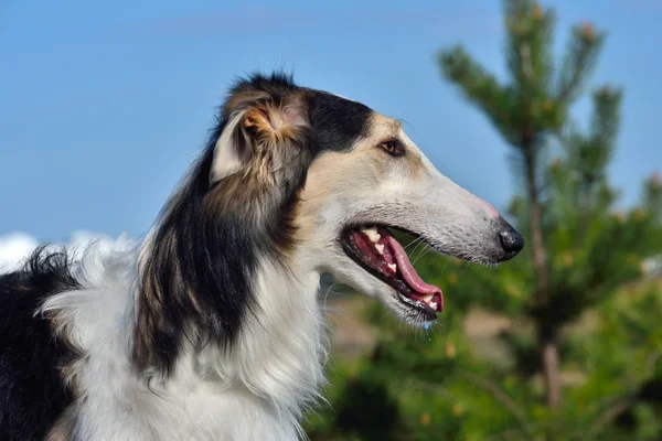 Retrato de cão lobo russo — Fotografia de Stock