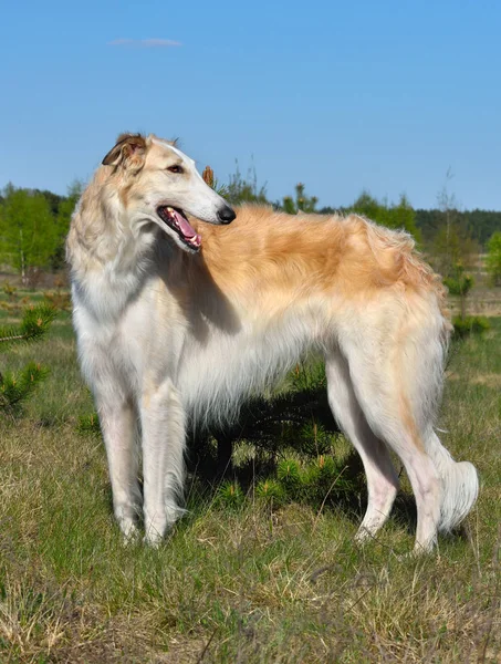 Russian borzoi dog — Stock Photo, Image