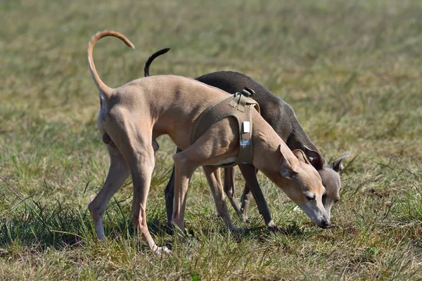 Galgos italianos — Foto de Stock