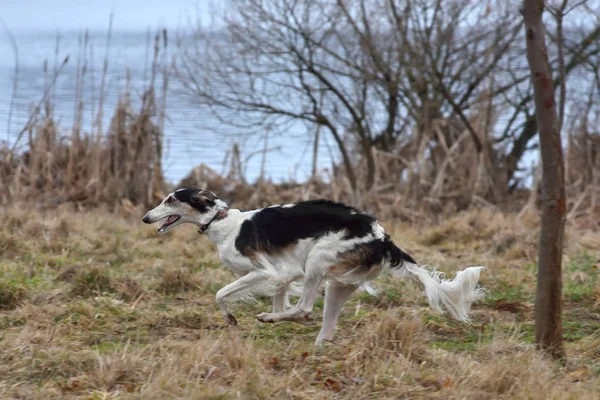 Orosz borzoi kutya fut — Stock Fotó