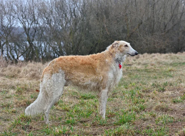 Correr perro borzoi —  Fotos de Stock