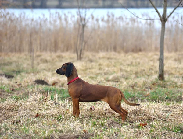 Bavarian Mountain Hound — Stock Photo, Image