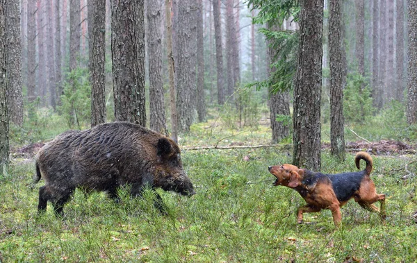 Wildboar üzerinde tazı ile avcılık — Stok fotoğraf