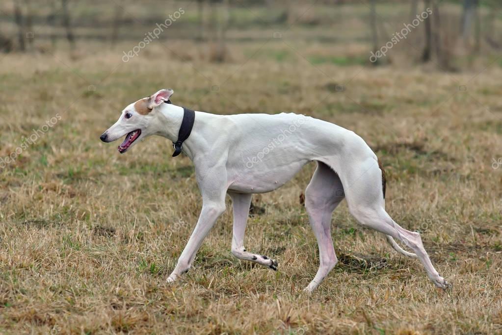 Barsoi Hund ausgeführt — Stockfoto © eAlisa 177720470