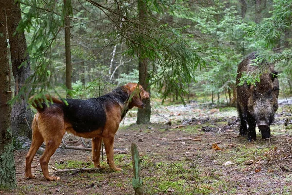 Мисливські собаки — стокове фото