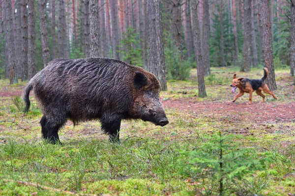 Wildboar avcılık — Stok fotoğraf