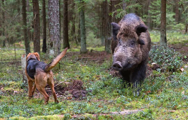 Polowanie na wildboar — Zdjęcie stockowe