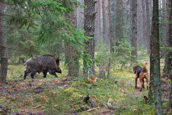 Jacht met hond — Stockfoto