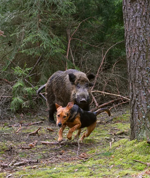 Jacht op wildboar — Stockfoto