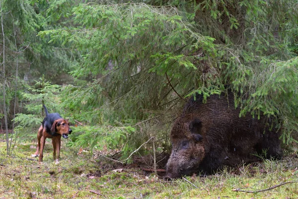 Wildboar avcılık — Stok fotoğraf