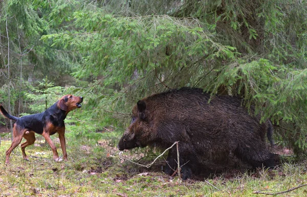 犬と狩猟 — ストック写真