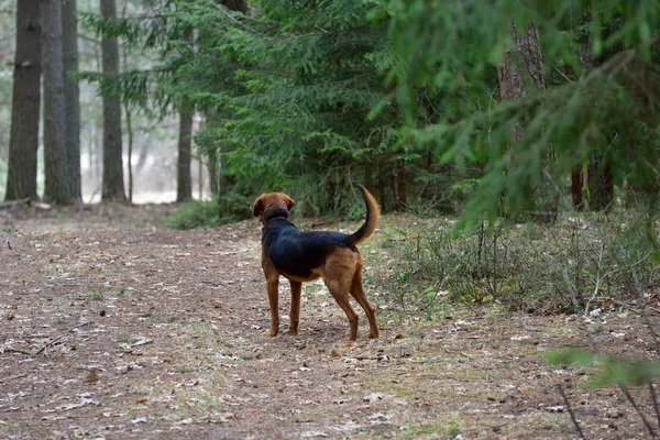 Cão de caça — Fotografia de Stock