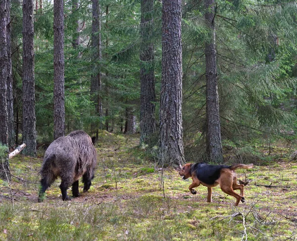 Hunting dog attack wild boar — Stock Photo, Image