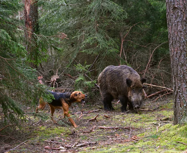 Jacht hond aanval op wilde zwijnen — Stockfoto