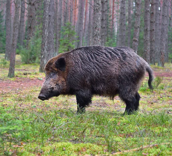 Big wild boar — Stock Photo, Image