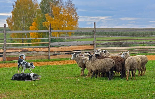 Opleiding van de hond van de schapen — Stockfoto