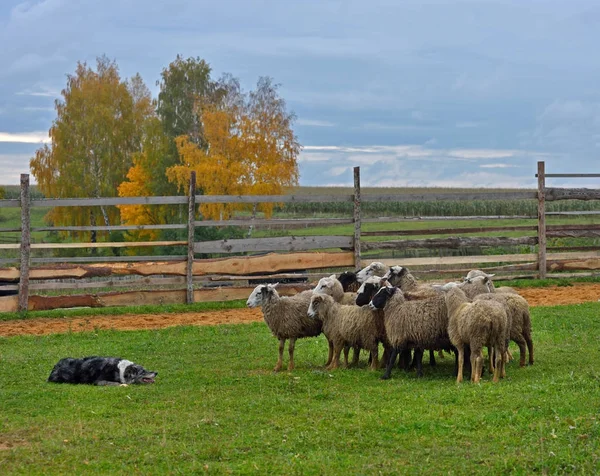 Border collie herding — Stock Photo, Image