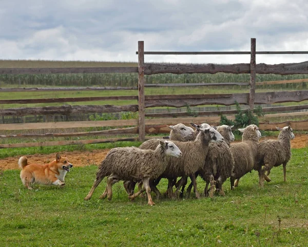 Welsh Corgi pást ovce skupina ovcí — Stock fotografie