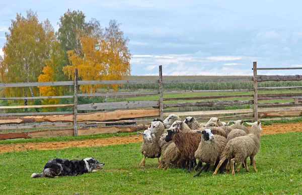 Pies pasterski owce pracy — Zdjęcie stockowe