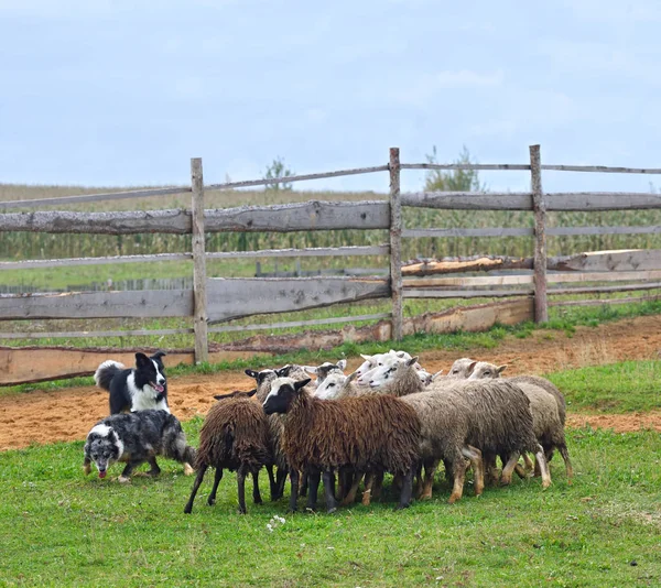 Dva ovčáci pracovní — Stock fotografie