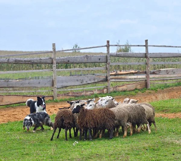 Två Sheepdogs arbetar — Stockfoto