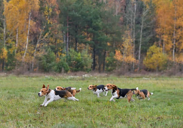 Correre beagle felici — Foto Stock