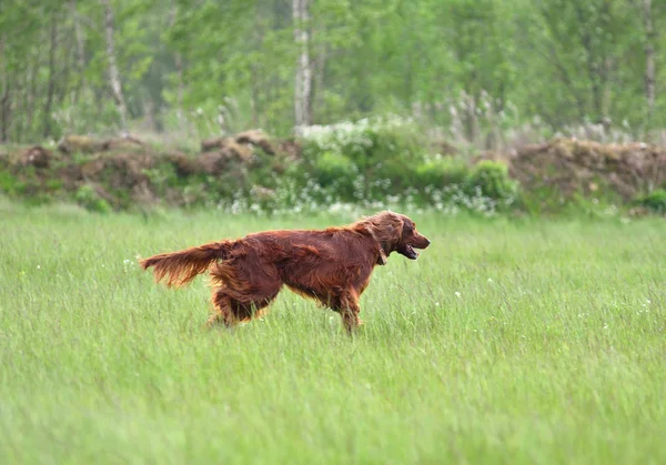 Lov s setter — Stock fotografie