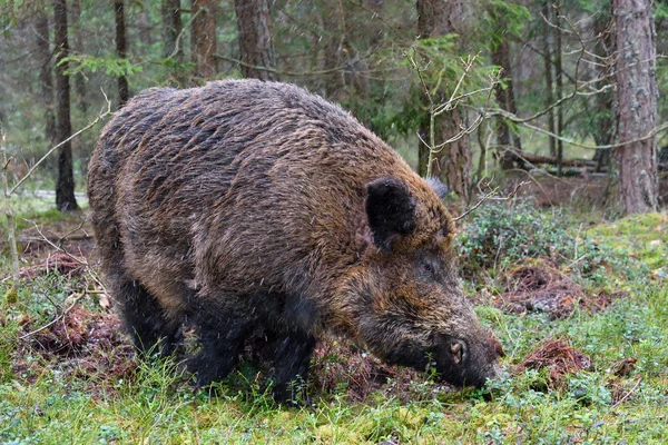 Wilde zwijnen — Stockfoto