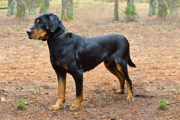 Cane cane da caccia lituano — Foto Stock