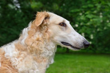 Beyaz Rusya wolfhound