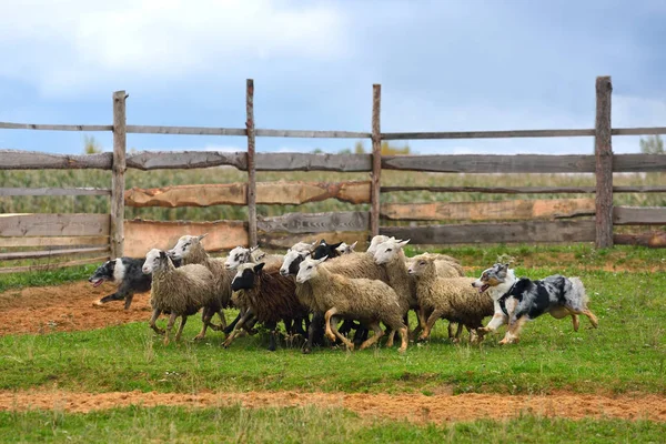 Australian Shepherd arbetar — Stockfoto